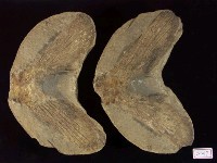 藏品(魚尾化石)的圖片